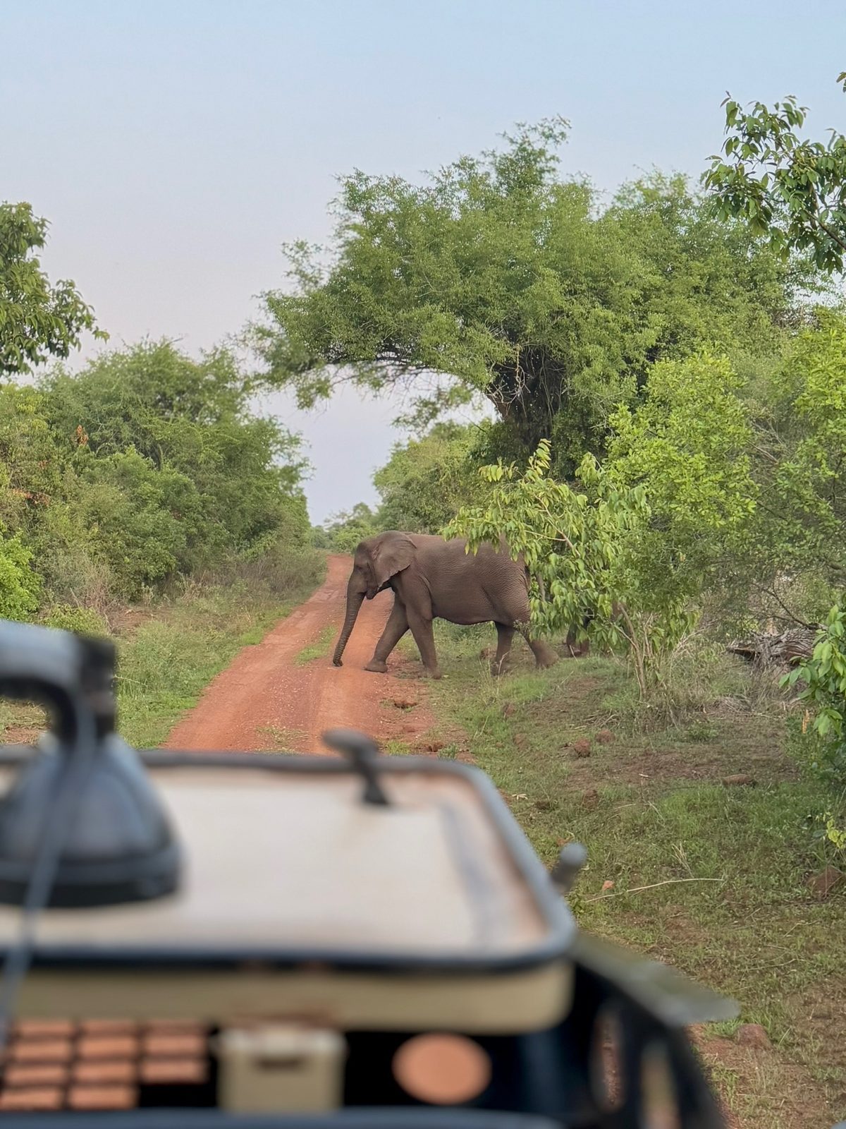 Elephant crossing the track in front of our safari vehicle, Akagera