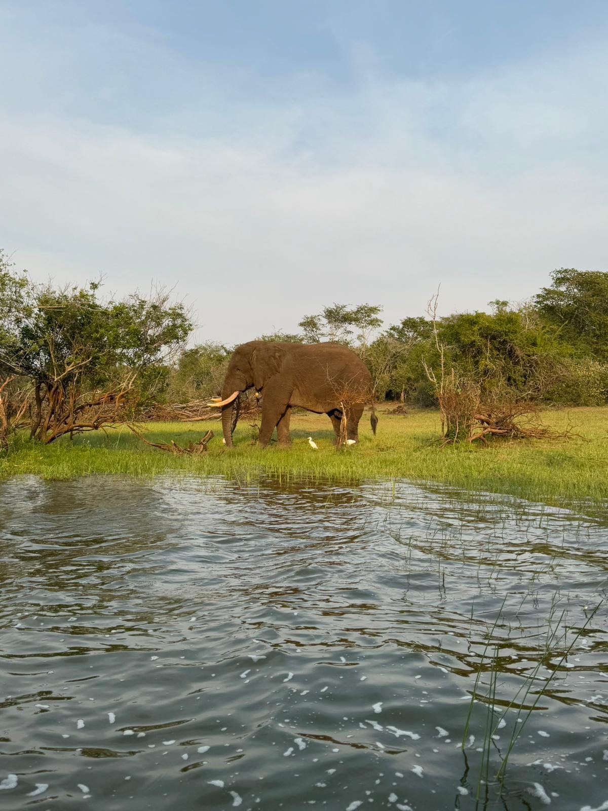 Elephant at the water's edge, seen from the boat in Akagera