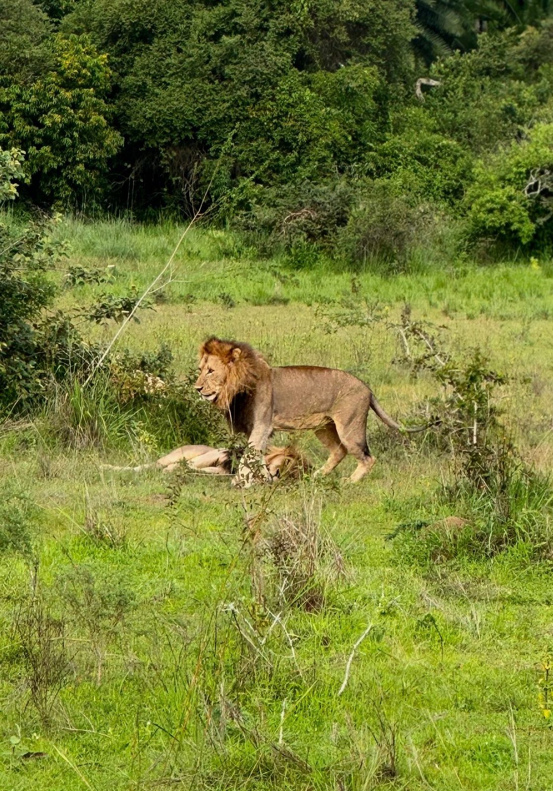 Lions resting in the grass, Akagera National Park
