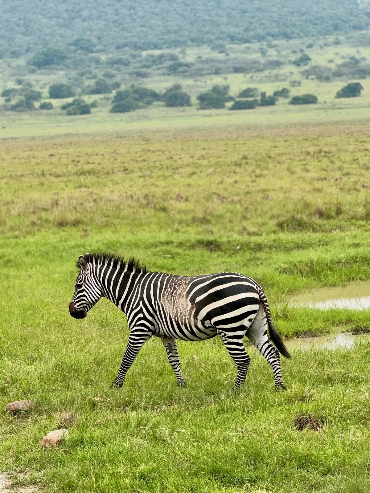 Zebra walking across the Akagera plains