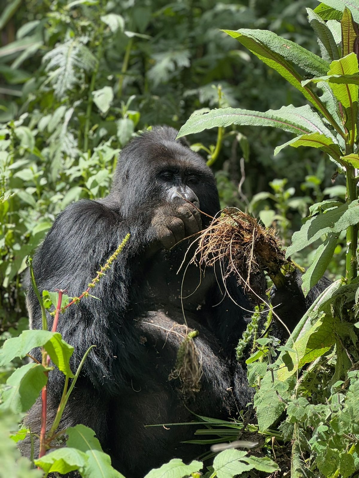 Mountain gorilla eating roots, photographed on one of our treks in Volcanoes National Park