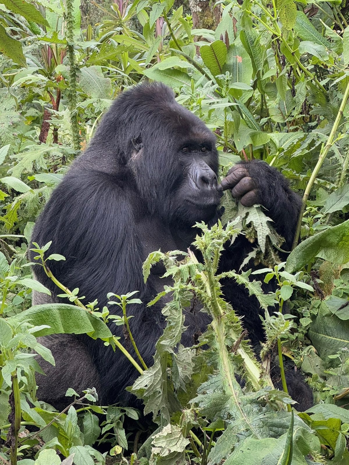 Silverback mountain gorilla feeding, photographed on one of our treks in Volcanoes National Park