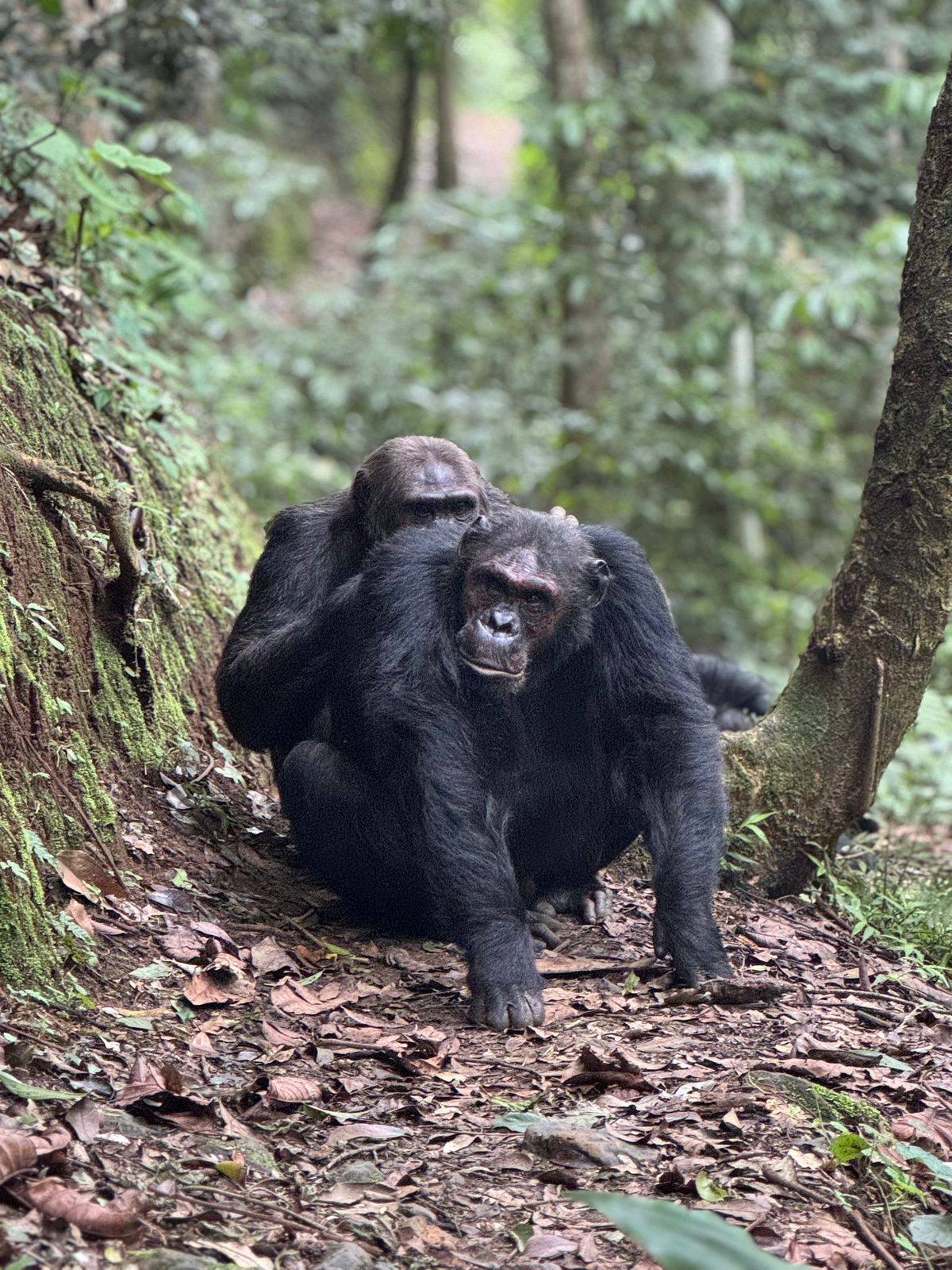 Chimpanzees grooming on the forest floor, Nyungwe