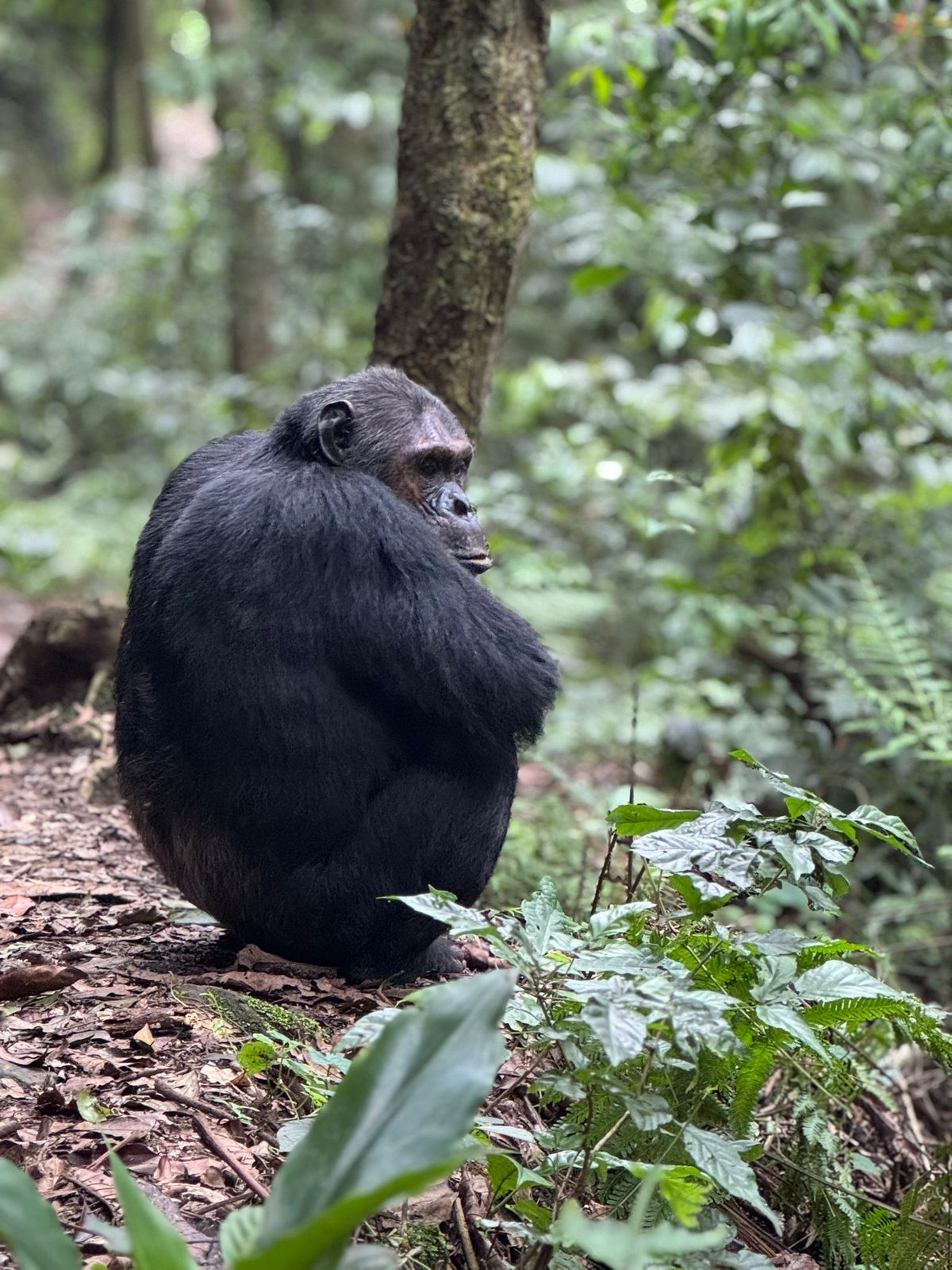 Chimpanzee sitting quietly in the forest, Nyungwe