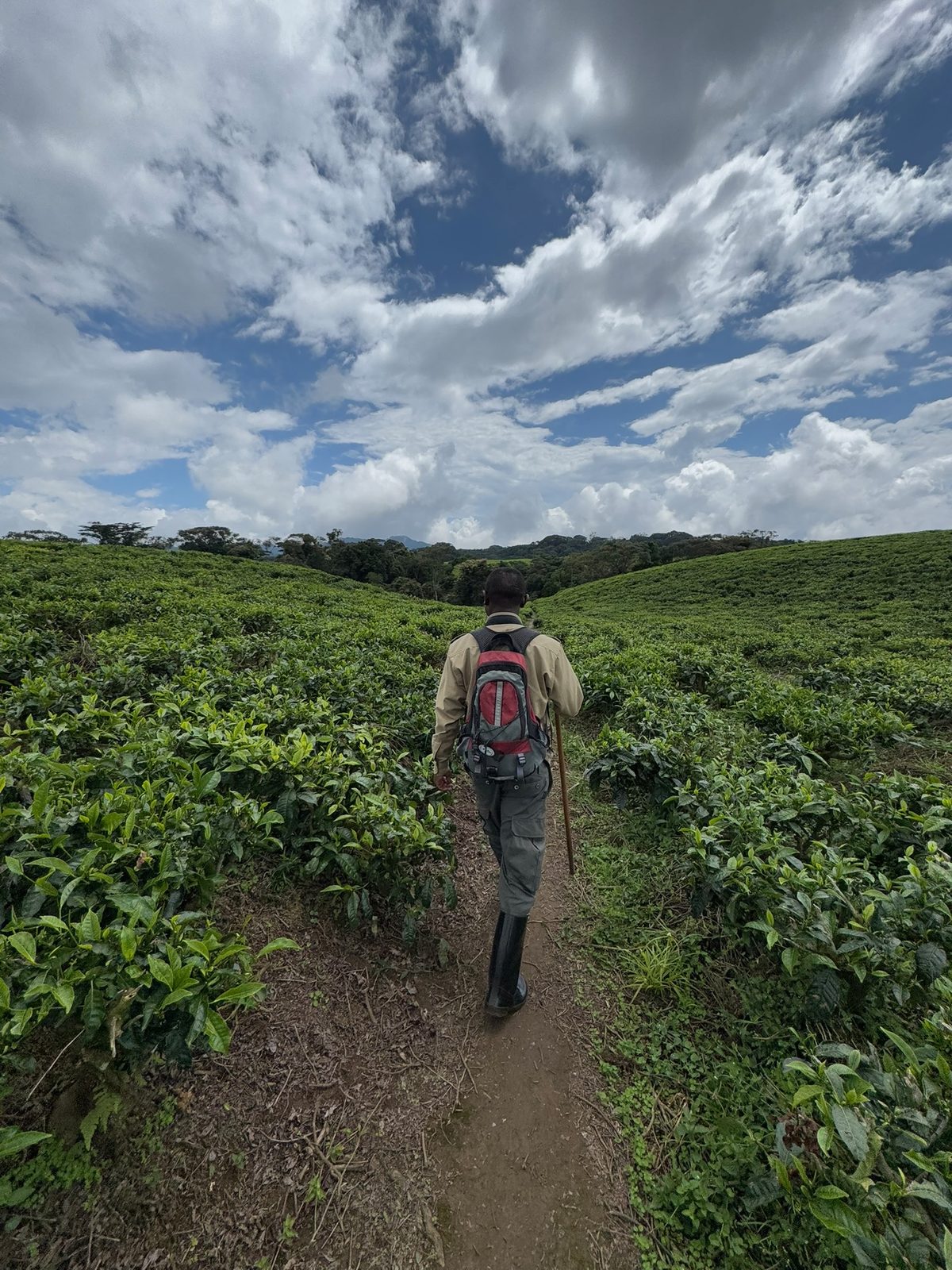 Walking a tea plantation trail with a local guide