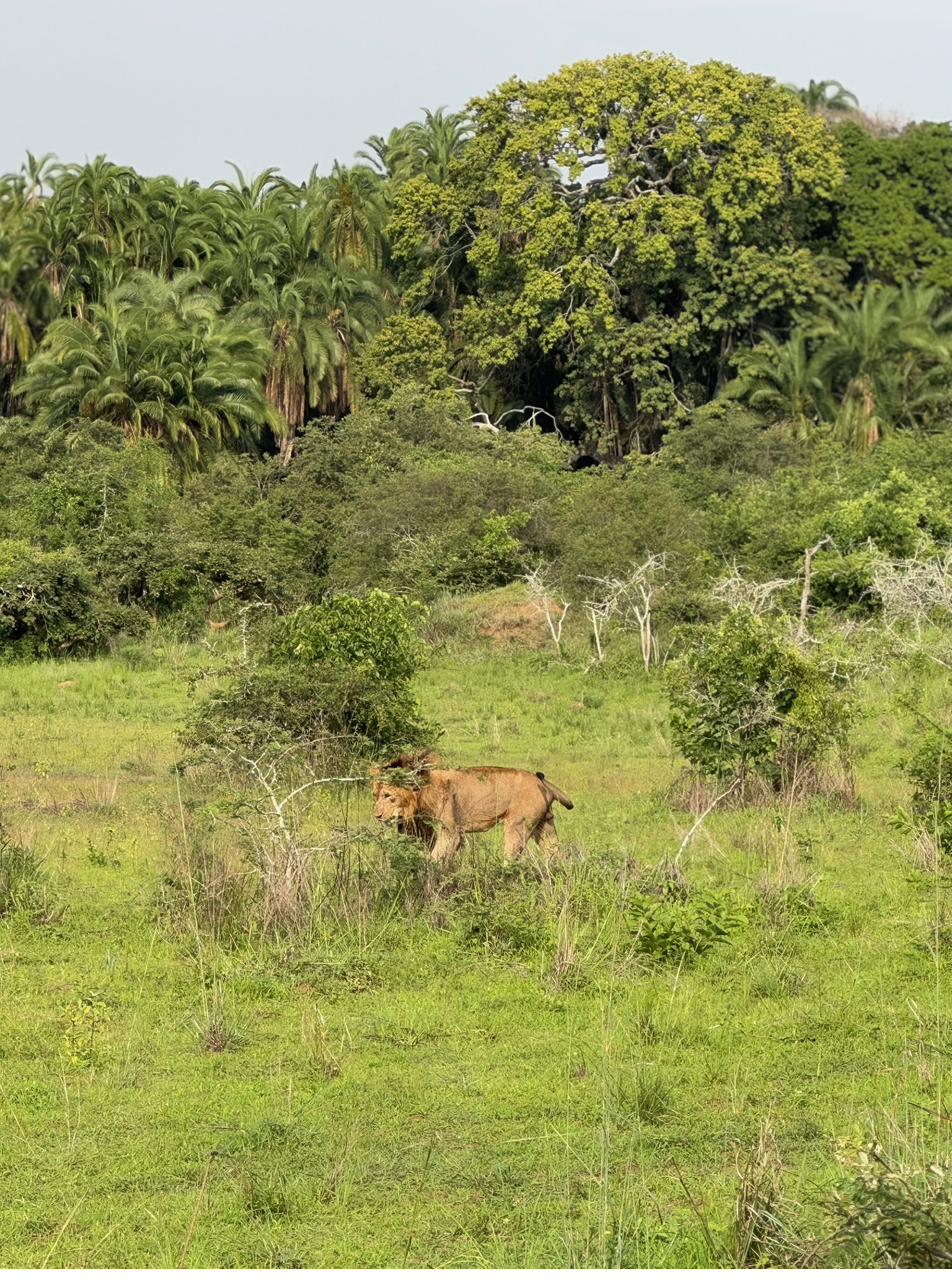 Lion in Akagera National Park Rwanda safari