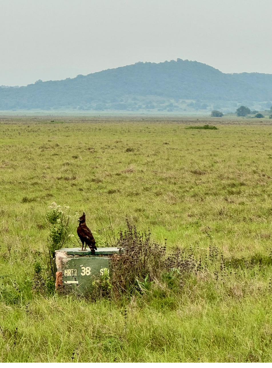 Akagera National Park plains