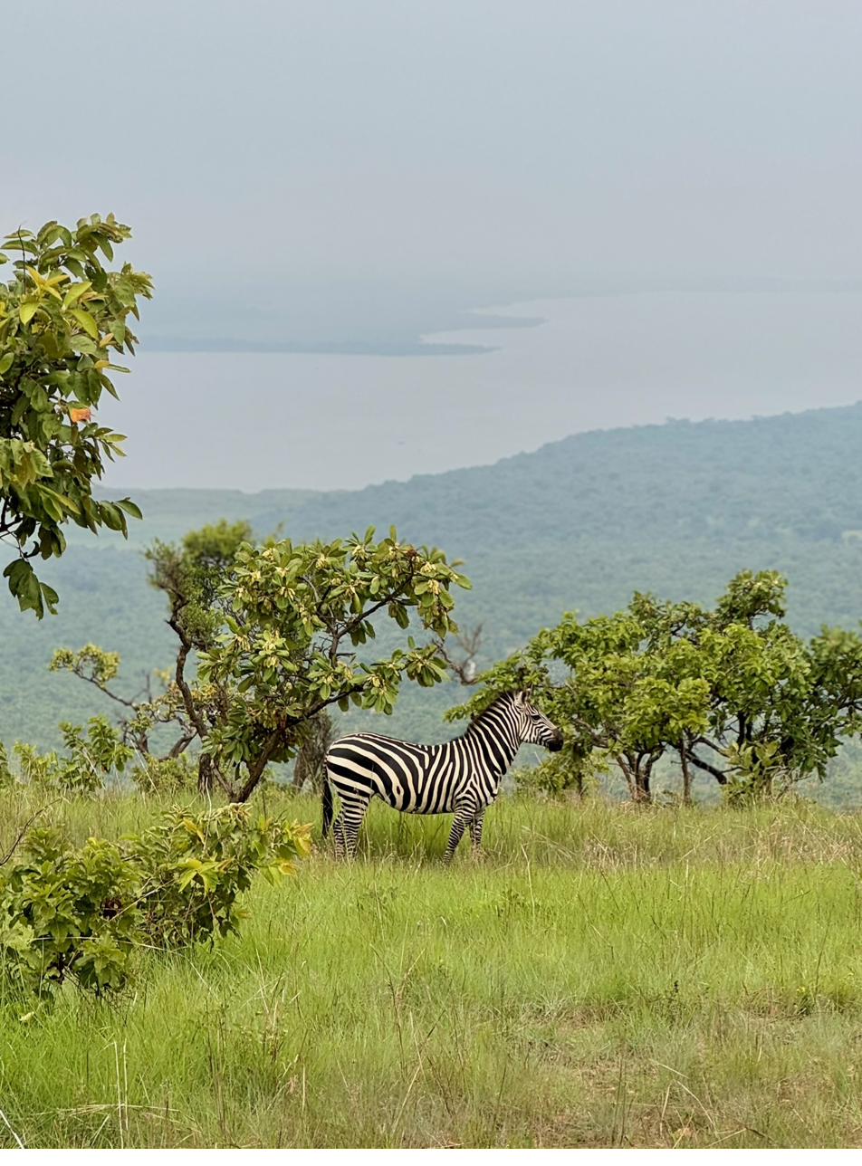 Zebra grazing on Akagera National Park plains with Lake Ihema in the background