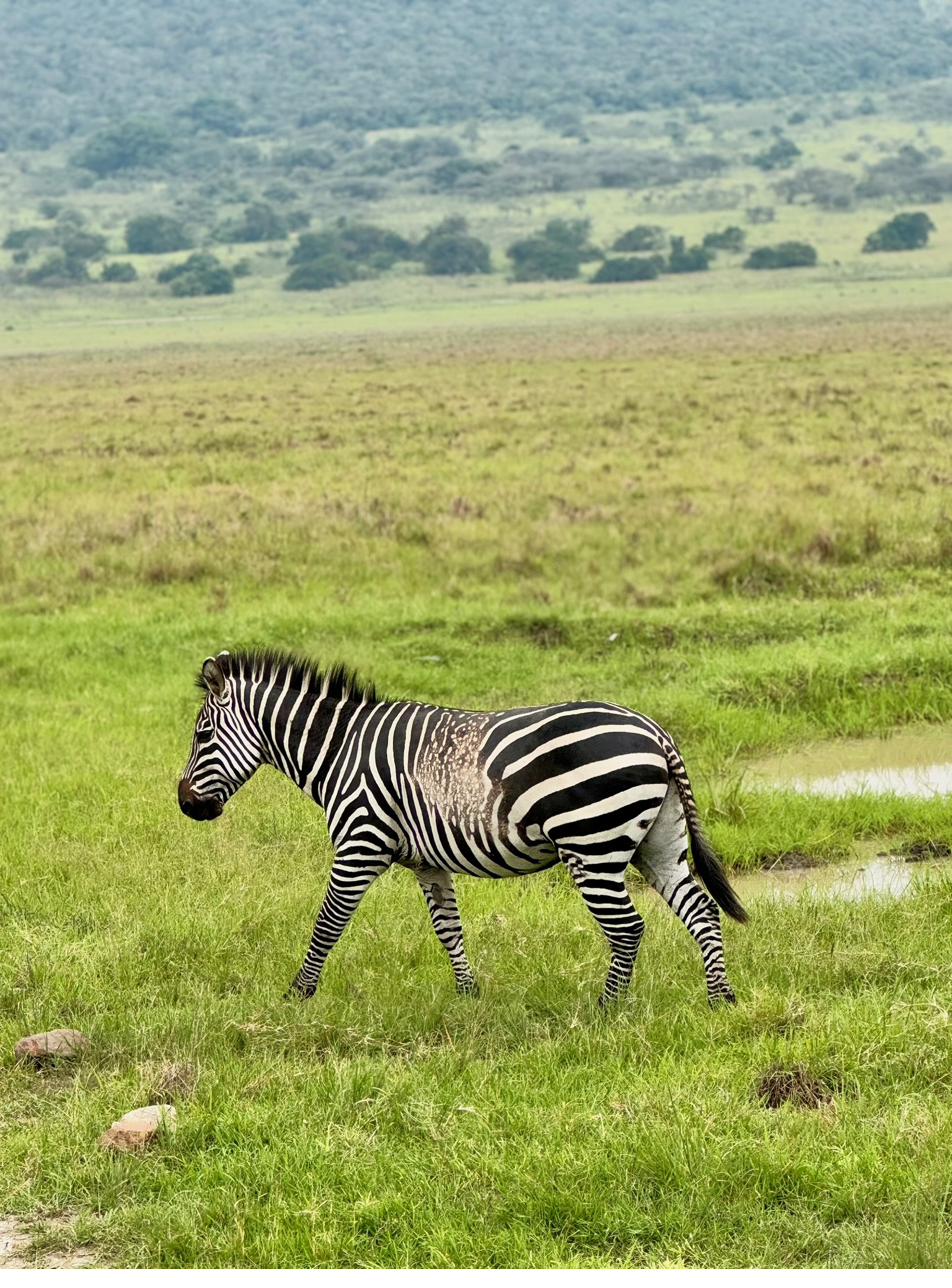 Zebra in Akagera Rwanda