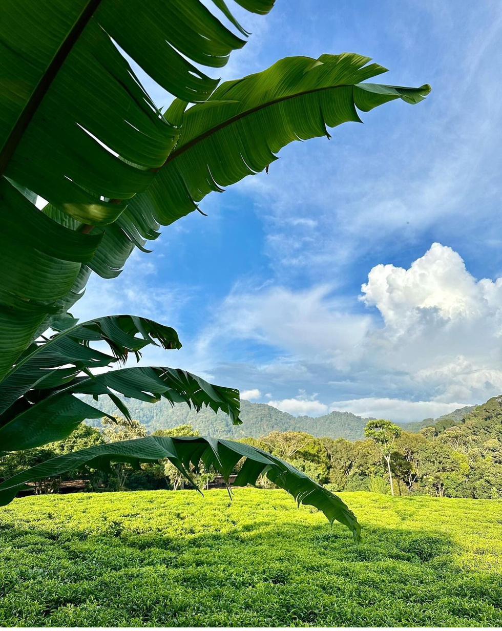 Nyungwe National Park rainforest landscape Rwanda