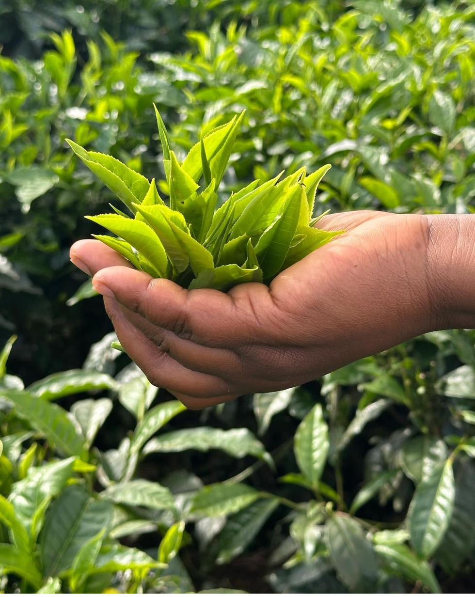 Fresh tea leaves held in hands Rwanda plantation