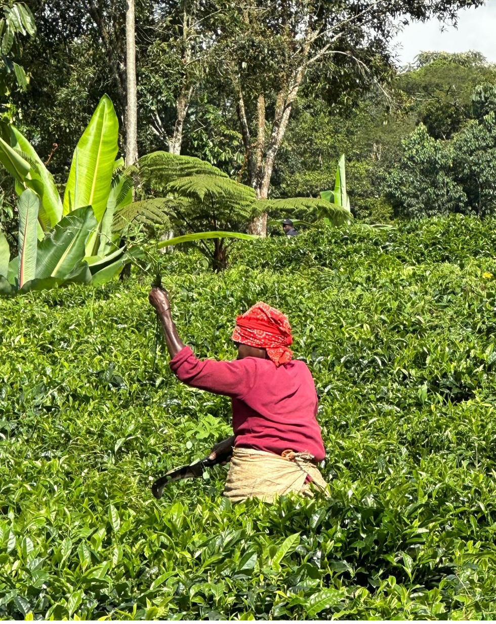 Rwandan woman picking tea in plantation — cultural experience